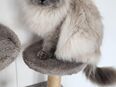 Britisch Lang Haar Katze 5 Jahre in 32130