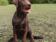 Traumhund Braune Labrador Hündin mit Ahnenpass, 2 Jahre - Königsbrück