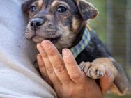 Sheila, verspieltes Shar-Pei-Mix Mädchen - Vaterstetten