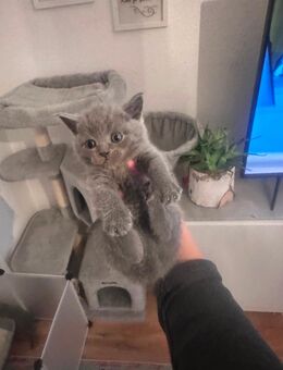 Bkh kitten - Köln