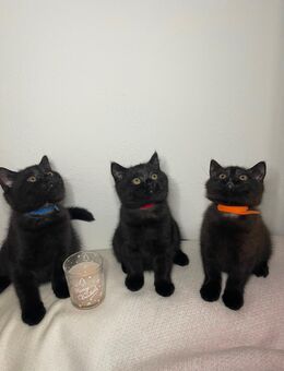 BKH Kitten Chocolate - Dortmund Kreuzviertel