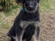 Deutsche Schäferhund Welpen(Leistungslinie) - Ebersdorf