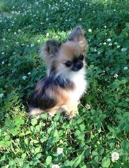 Suchen Chihuahua, Zwergdackel, Zwergschnauzer,.... - Chemnitz