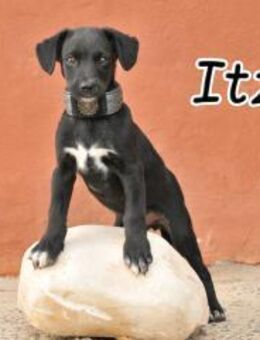 Itzal ist auf der Suche nach der Heimat❤ - Essingen (Rheinland-Pfalz)