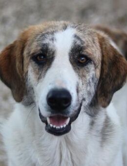 Lance, geb. ca. 02/2022, in GRIECHENLAND - Markdorf