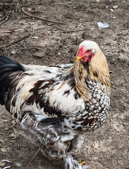 Brahma Hahn Groß aus 2025 - Lathen