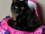 Maine Coon Mix Katze - Krefeld