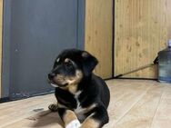 Oreo Die neugierige kleine Entdeckerin - Ebstorf (Klosterflecken)
