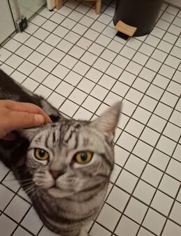 Bkh Katze Whiskas - Köln