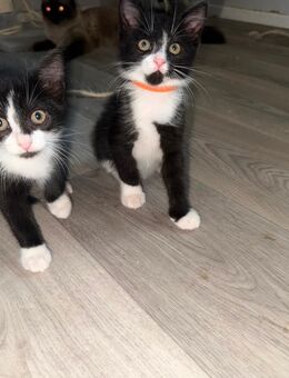 Babykater zu verkaufen - Freden (Leine)