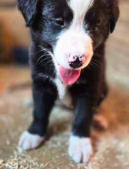 Border Collie Welpen - Fraureuth