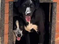 🆘 Wunderschöner Junghund Sasha 🆘 - Eislingen (Fils)