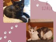 Katzen Blacky und Själa suchen Dich - Lalendorf