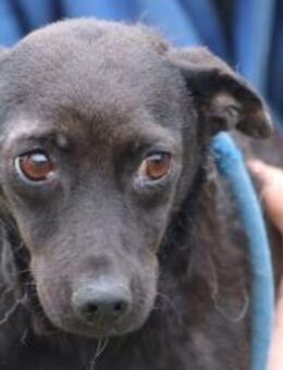 Calu - sehr liebenswert u. anhänglich - Lohra