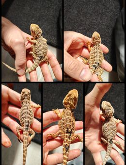 Farbbartagame babys NZ06/ 25 in gute Hände ab zu geben - Gotha