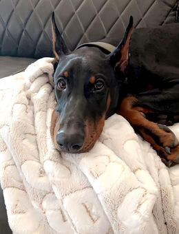 Welpe Dobermann - Dormagen