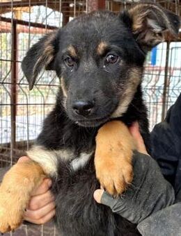 MAZAR ~ winzig und bezaubernd - Duisburg