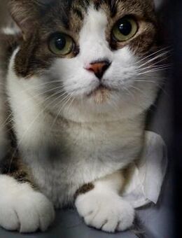 Gucci, lieb, neugierig, verschmust - Westerholt