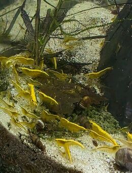 Yellow Stripe Garnelen gelb - Rattenberg