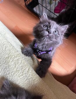 Heilige Birma-Russisch Blau Mix Babys - Krefeld