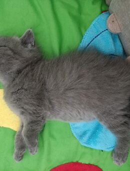 Britisch Kurzhaar BKH Kitten - noch 1 Mädchen - Brandenburg (Havel)