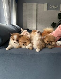 Zwergspitz Pomeranian Welpen - Remagen