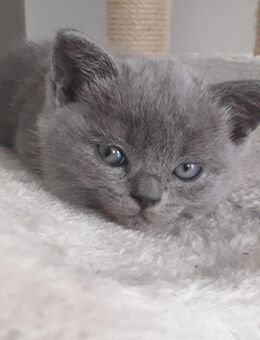 Reinrassige Britisch Kurzhaar BKH Baby Katze Kitten - Veitsbronn