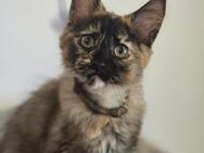 Maine Coon Kitten - Herzberg (Harz)