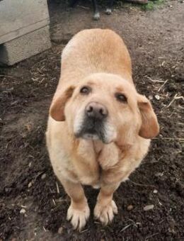 Senior Zucko sucht seine Menschen - Weilheim (Oberbayern)