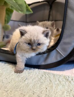 BKH Blue Point und Tabby Point Kitten - Bremen