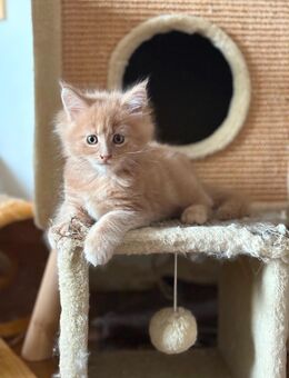 Bezaubernde reinrassige Maine Coon Kitten - Wermelskirchen Zentrum