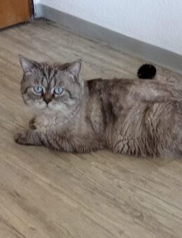 BKH Mix sucht ein neues Zuhause - Schweinfurt