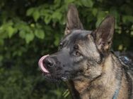 Yoshi sucht ein Zuhause - München