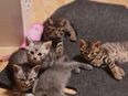 Kitten in 79618
