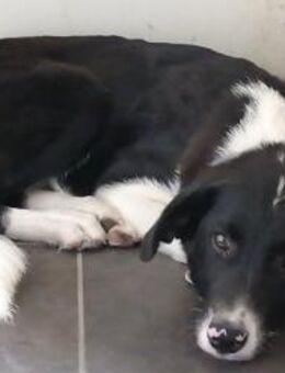 Blue - Traumhund wartet in 56295 (RLP) - Mettmann