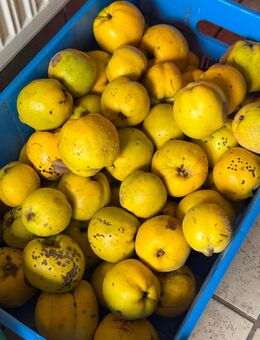 21 Kg Quitten frisch vom unserem Garten-Baum - in Emsdetten abholbar! - Emsdetten