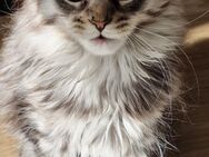 Maine coon kitten - Ellwangen (Jagst)