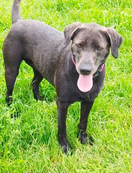 Labrador Hündin mit Ahnentafel - Altengottern