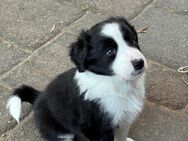 Border Collie Welpen