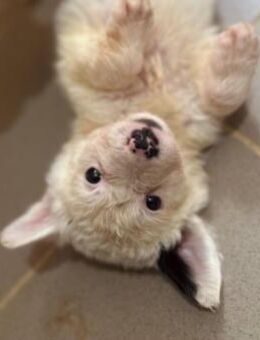 Zauberhaftes, liebes Welpenmädchen Mucki - Kallmünz