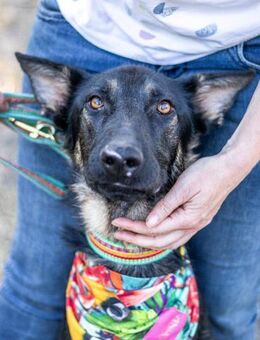 Galoca, freundlicher Junghund, ca. 2J - Vaterstetten