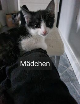 Babykatzen suchen neue Familie - Bad Gottleuba-Berggießhübel Bad Gottleuba