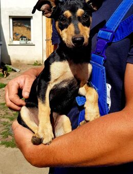 Jack Russell PinschgermMix Rüde - Dessau-Roßlau Mosigkau