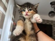 Maine Coon/EKH 8 Wochen alt Kitten Katzen babys - Wildeshausen
