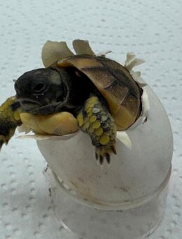 Griechische Landschildkröten Nachzuchten 2018-2025 aus Freilandhaltung - Leverkusen
