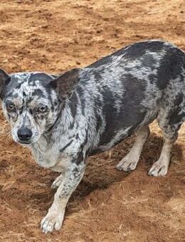 KEKI-verängstigte Seele sucht großes 💛 - Wettenberg