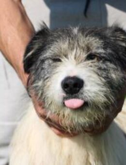 Connor- hübscher Wuschelrüde - Lohra