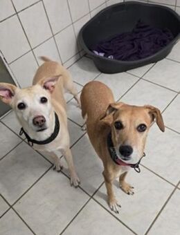 Gwenny & Gilda 2 Schwestern nur zusammen - Neuhausen (Spree)