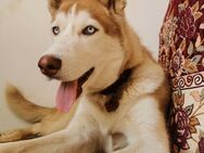 Golden Husky, 9Monate Alt - Maintal