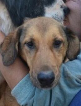 Skiourina liebt Spaziergänge & Kuscheln - Mettmann